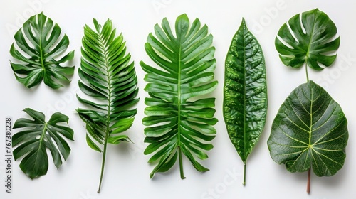 Green Tropical Leaves on White Background - Set of Fresh and Lush Foliage for Nature, Gardening, and Botanical Concepts. photo