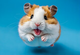 Hamster on blue background