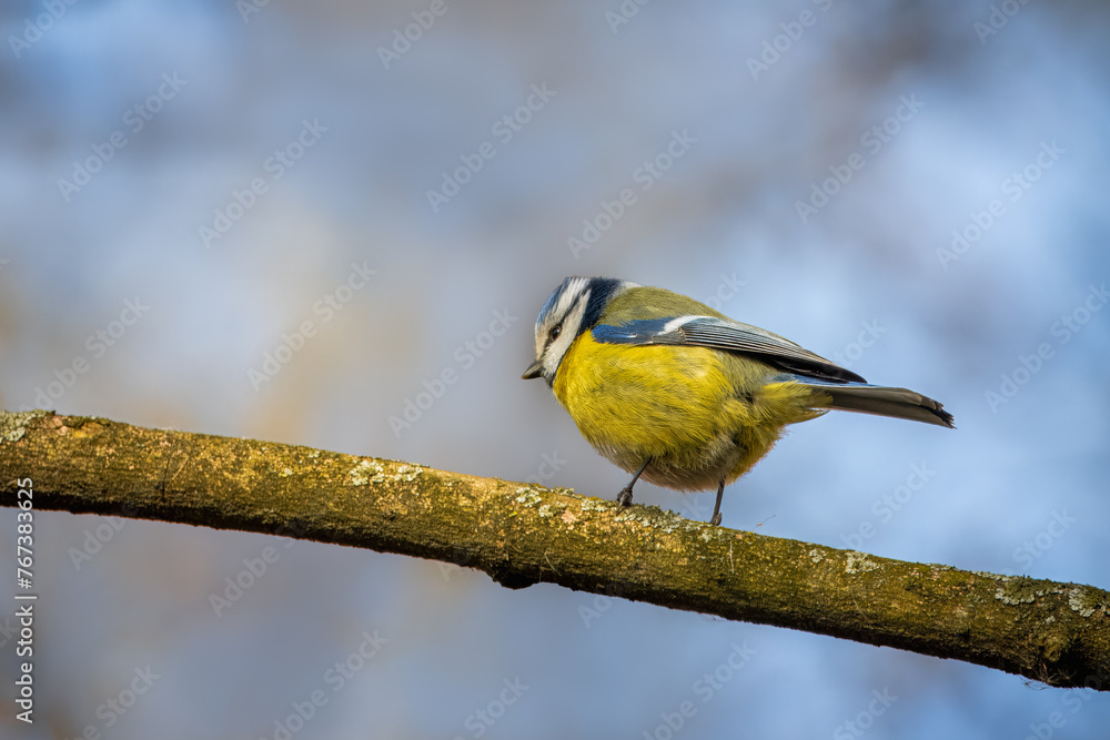 Obraz premium Eurasian blue tit sits on the thick branch on a sunny spring day with a blue grey background with copyspace.. Close-up portrait of Eurasian blue tit with blue-grey background with copyspace.