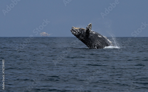 Humpback whale breech with oil rig in background.