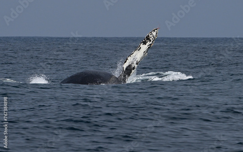 Humpback whale fin slapping dislodging barnacle.