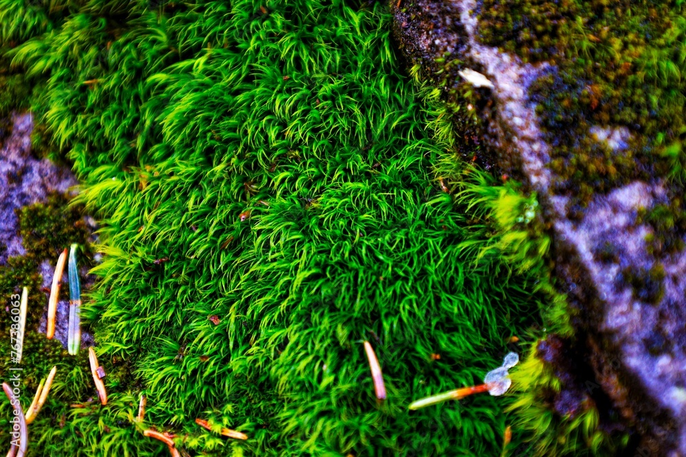 green moss on the ground - obrazy, fototapety, plakaty 