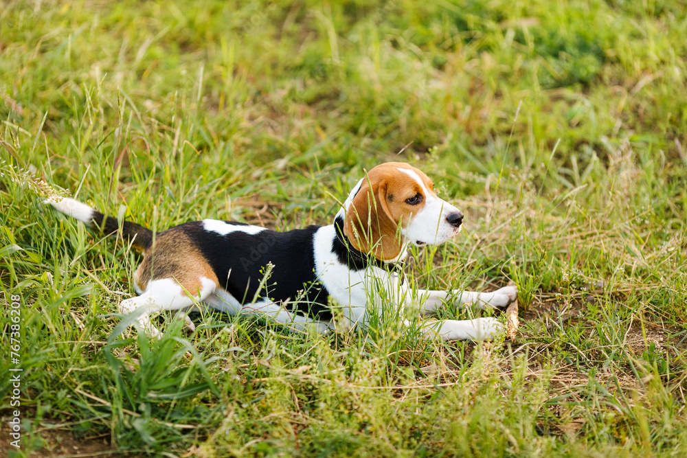 Young beagle lying in green grass in a field and lit by the setting sun