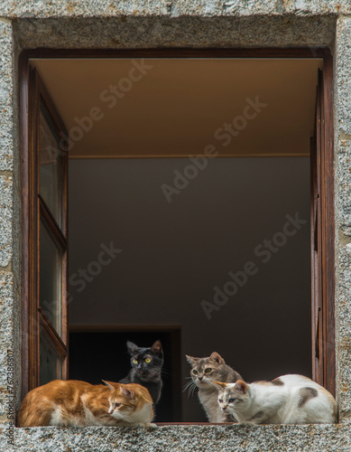 Chats curieux à la fenêtre à Saint-Urcize, Aubrac, France