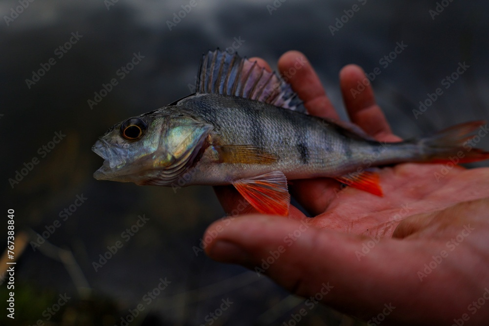 fish in hand fish in hand