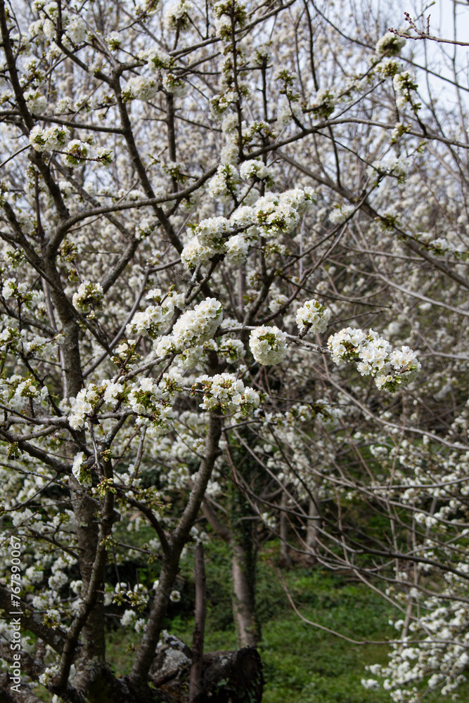 The flowering of cherry trees in the Jerte Valley is an impressive natural spectacle that occurs every spring. Every year flowering is expected to begin in the second half of March, as long as tempera The flowering of cherry trees in the Jerte Valley is an impressive natural spectacle that occurs every spring. Every year flowering is expected to begin in the second half of March, as long as tempera