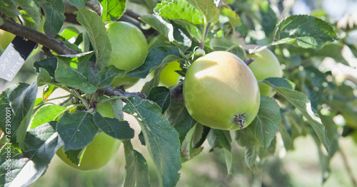 Apple trees with fruit in the orchard.