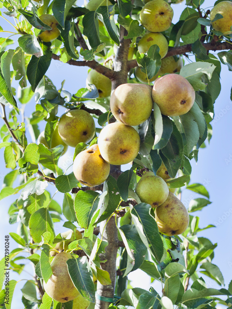 Beth Pear tree -  is an excellent early-season pear tree with juicy sweet fruit. Pyrus communis 'Beth' is a gardener's favourite variety. - obrazy, fototapety, plakaty 