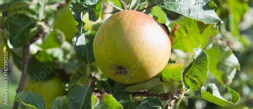 Alfriston apple tree with fruit ready to harvest. A large traditional English cooking apple.