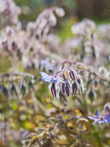 Blooming borage plant in the sunny wild garden.