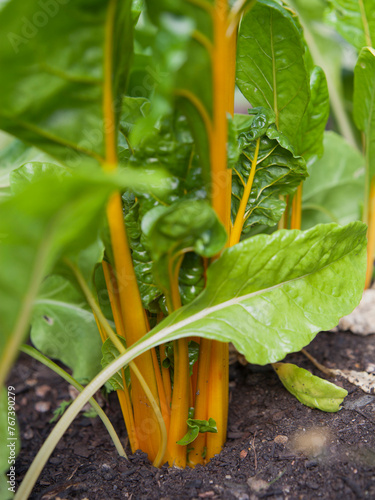 Beet Leaf sunset Chard -   healthy salad leaves in the garden, characteristic yellow golden stalks.