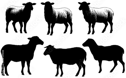 Set of a Sheep  silhouette vector