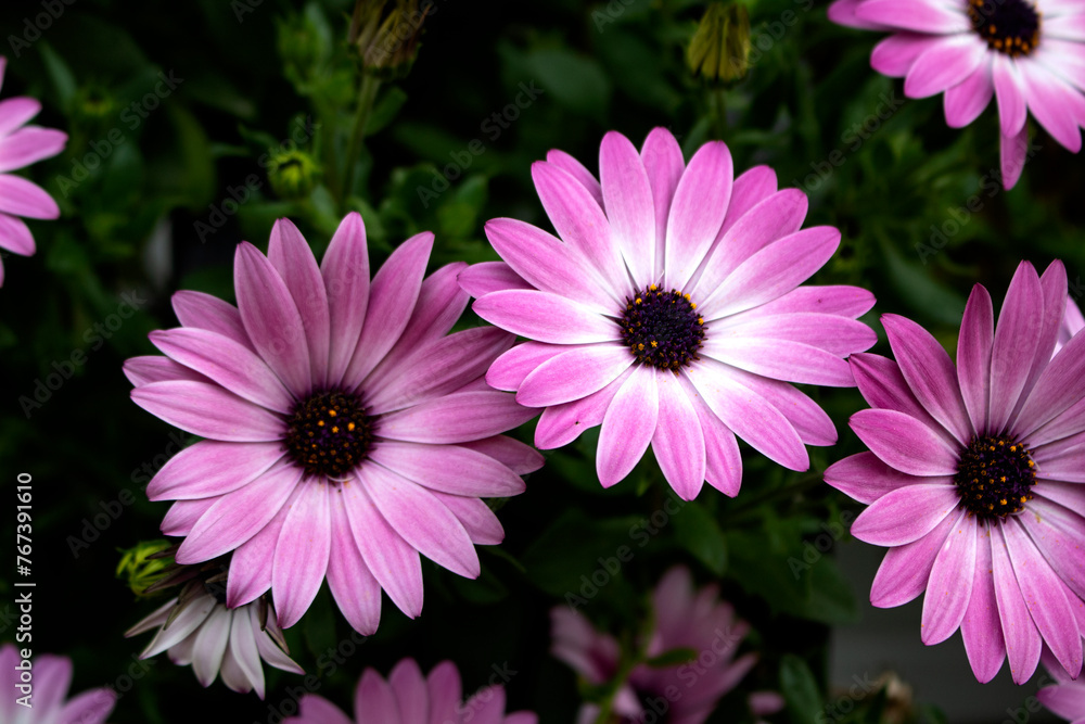 Obraz premium Osteospermum Purple Sun (African Daisy) With its apricot-orange and purple-lilac flowers from early summer until the first frost, this low-spreading perennial is fantastic value for money.