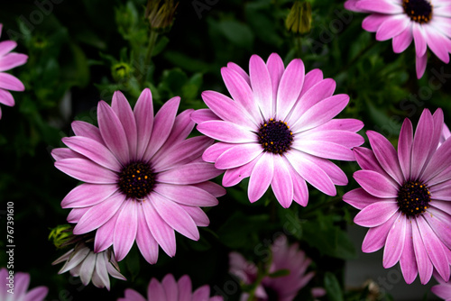 Osteospermum Purple Sun  African Daisy  With its apricot-orange and purple-lilac flowers from early summer until the first frost  this low-spreading perennial is fantastic value for money.