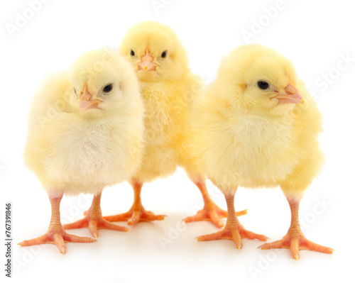 Three yellow chickens.