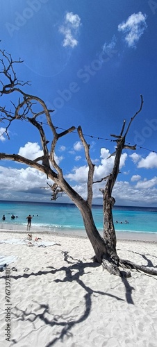 ARBOL EN PLAYA CURAZAO photo