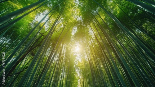 Serene Beauty  A Majestic Bamboo Forest