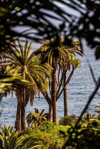 Palmeras en Rambla de Castro los Realejos  Tenerife.