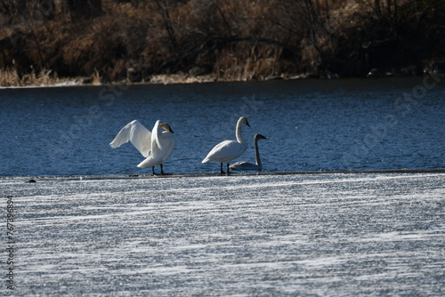 swans on the lake