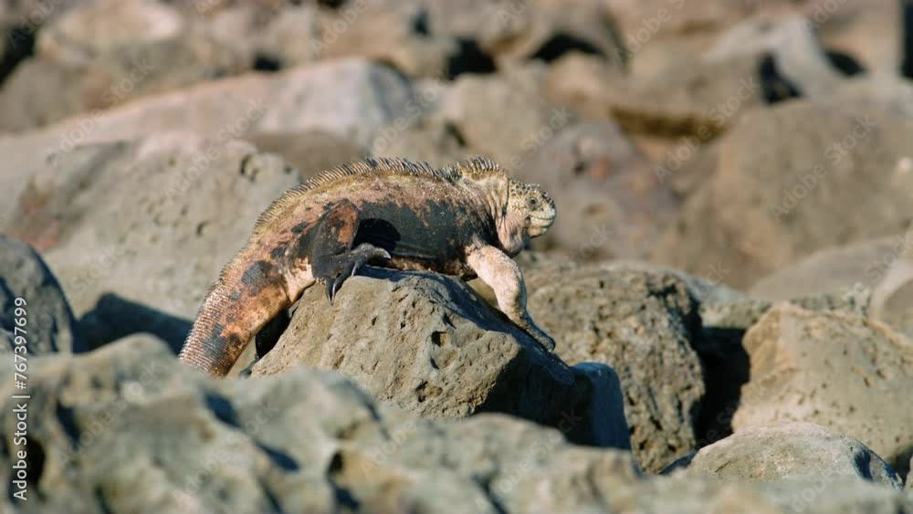 Marine iguana sunbathing on rocks and crawling on them. Marine iguana sunbathing on rocks and crawling on them.