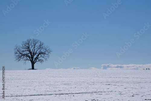 Silhouette of a single lonely maple tree isolated in the hill covered with snow, perfect as background