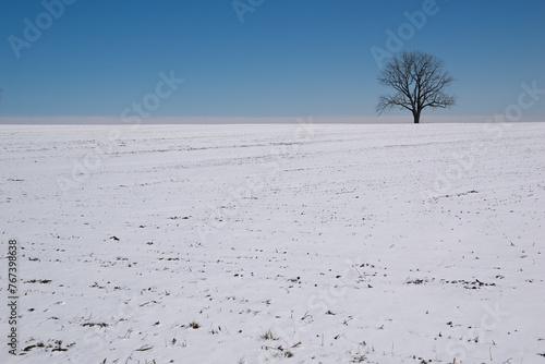 Silhouette of a single maple tree isolated in the hill covered with snow, perfect as background