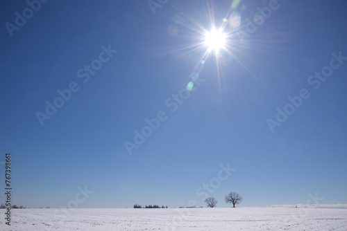 Silhouette of the maple trees isolated in the hill with lens flare. perfect as background