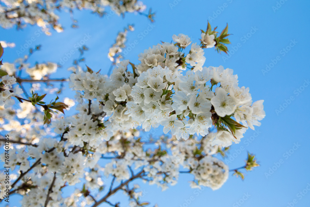 Flowering tree with white blooms in springtime on the background of blue sky. Flowering tree with white blooms in springtime on the background of blue sky.