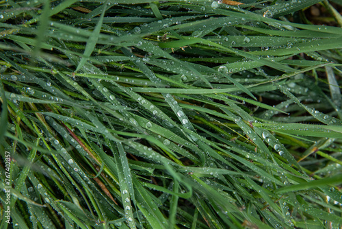 Green grass after the rain with water drops in springtime.