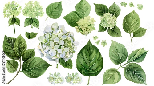 Set of hydrangea flowers and leaves on an isolated white background, watercolor botanical painting, hand drawing, floral design. Generative Ai