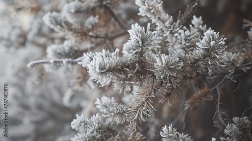 hoarfrost, sunlight, trees, branches, winter wonderland, copy and text space, 16:9 © Christian