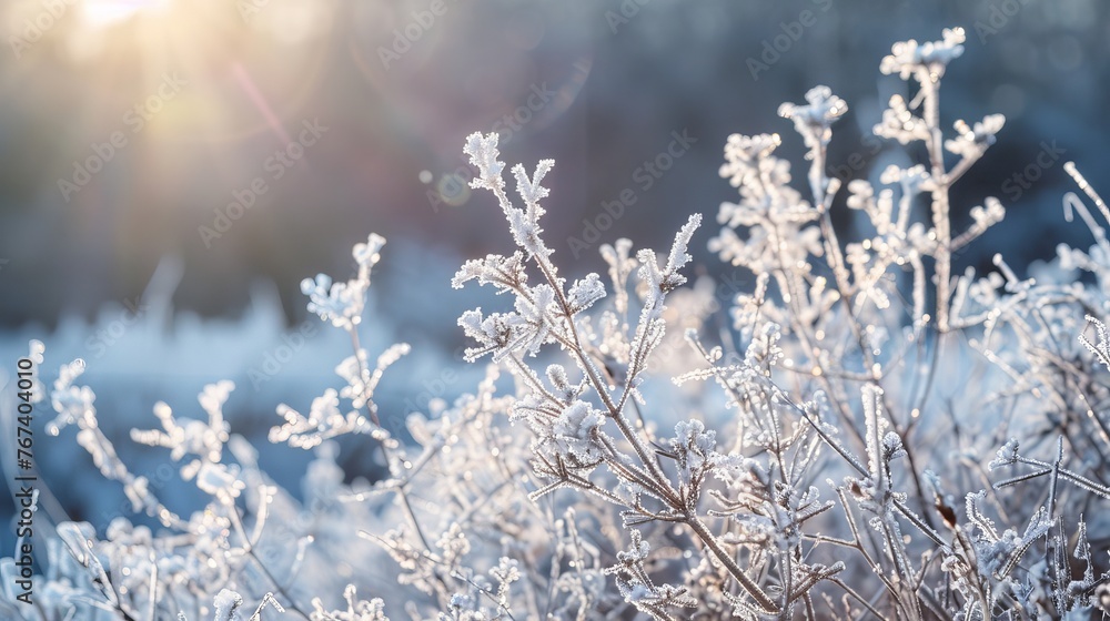 hoarfrost, sunlight, trees, branches, winter wonderland, copy and text space, 16:9
