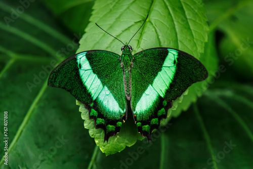 Emerald Swallowtail (2024)