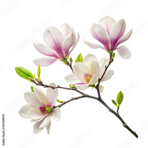 Blooming magnolia branch  close-up isolated on a transparent background.