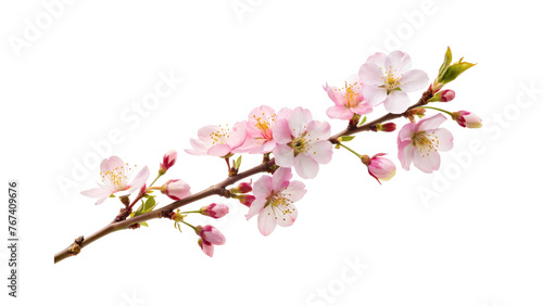 Cherry blossom branch, close-up isolated on a transparent background.