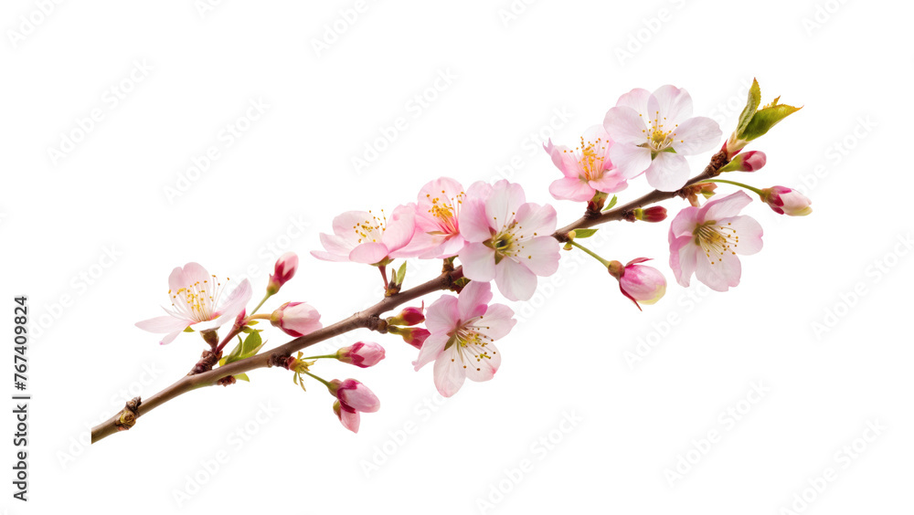 Cherry blossom branch, close-up isolated on a transparent background.