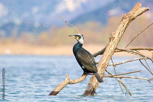 The Great Cormorant (Phalacrocorax carbo sinensis) is on the dead tree in the middle of Lake Skadar. photo