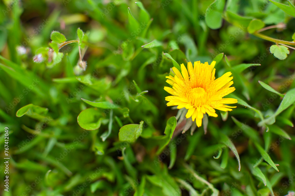 Spring background. Bright blooming dandelion among green grass. Top view, close-up, selective focus.
