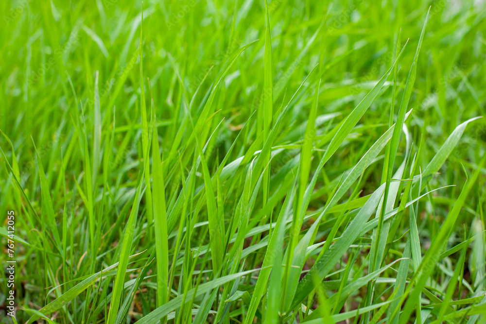Spring macro landscape. Young green grass. Natural background.
