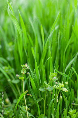 Obraz na płótnie Spring macro landscape. Young green grass. Natural vertical background. w salonie