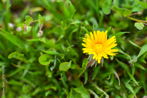 Obraz na płótnie Spring background. Bright blooming dandelion among green grass. Top view, close-up, selective focus. w salonie