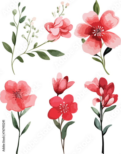 Fototapeta Naklejka Na Ścianę i Meble -  Set of watercolor red floral elements on white background. Floral poster, invitation, greeting cards or invitations