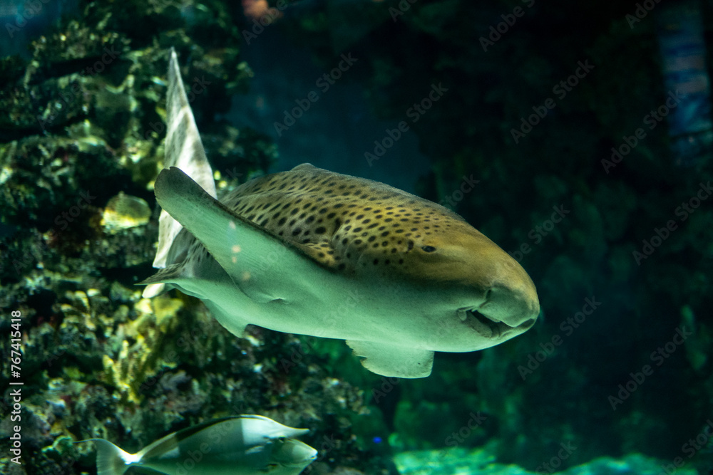 A zebra shark swimming in a large aquarium A zebra shark swimming in a large aquarium