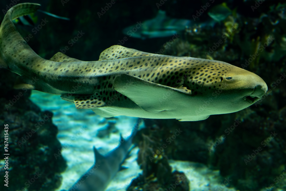 Fototapeta premium A zebra shark swimming in a large aquarium