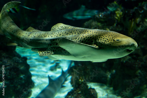 Fototapeta Naklejka Na Ścianę i Meble -  A zebra shark swimming in a large aquarium