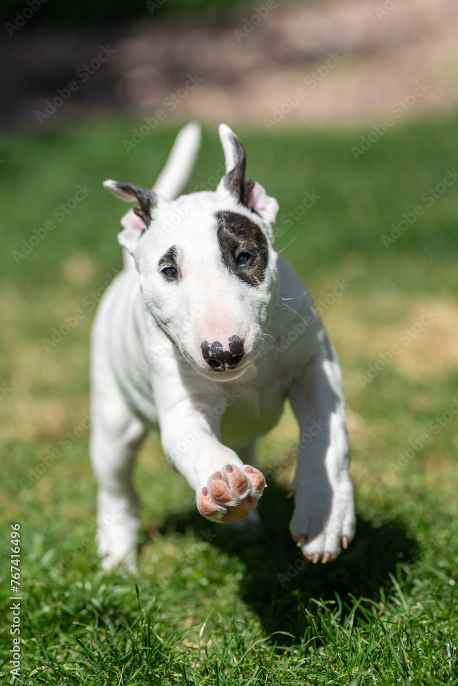 White bull terrier puppy with eye patch White bull terrier puppy with eye patch