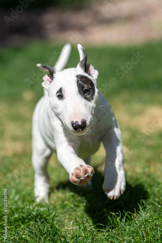 White bull terrier puppy with eye patch