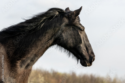 Portrait eines alten Pferdes