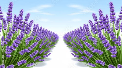  a bunch of purple flowers are in the middle of a blue sky with a white line in the middle of the picture.