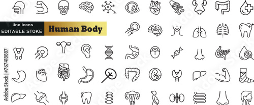 Human Body Line Editable Icons set. Vector illustration in modern thin line style of human anatomy icons: organs, body parts, skeleton parts, Pictograms and infographics for mobile. Isolated on white